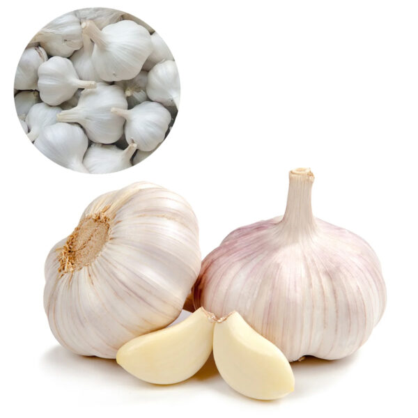 Premium Whole Garlic - Fresh and High-Quality for Bulk Export [MOQ 1 Container]